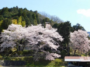 2-観音堂の桜