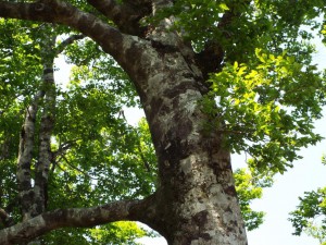 9-ブナの大木